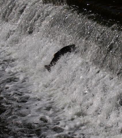 Fish1.jpg